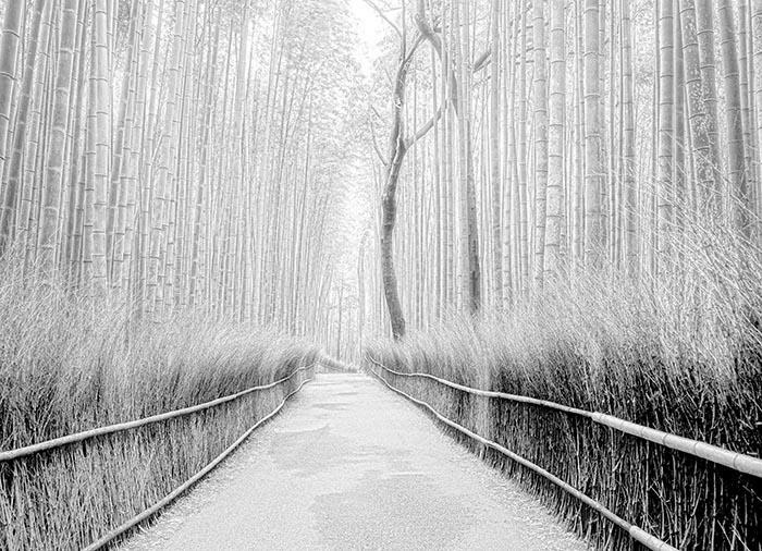 60cmx90cm (1/12) 2019 en Arashiyama, Kyoto, Japón impresión Canson Fotogross montada entre acrílico 
