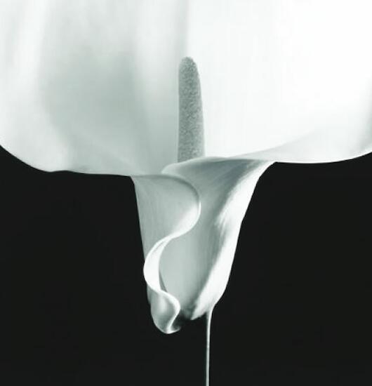 Calla Lily, 1988. Gentileza R. Mapplethorpe Foundation