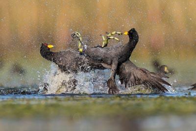 Aves Argentinas