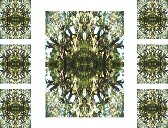 Bosques de Mandalas