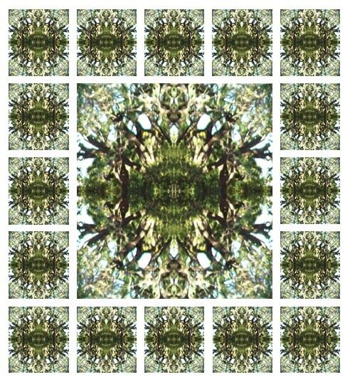 Bosques de Mandalas