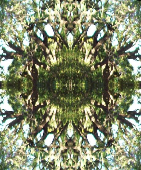 Mandala del Arbol