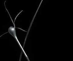 Ginevra Landini, Emilio Renart