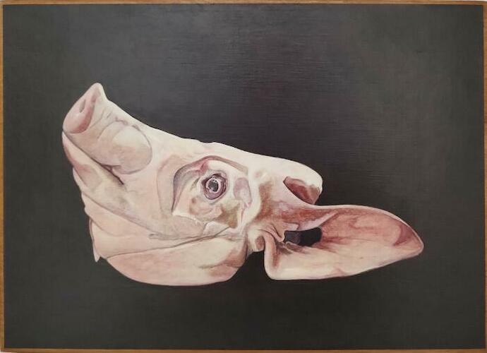 Cabeza de cerdo, óleo sobre madera 9 3/8 x 13 in. (24 x 33 cm), 2023