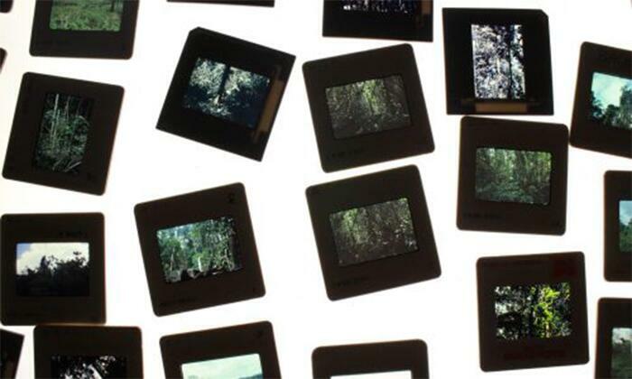 Naturaleza arquitecta