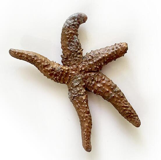 Estrella de mar 