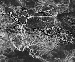 SIMPOIESIS