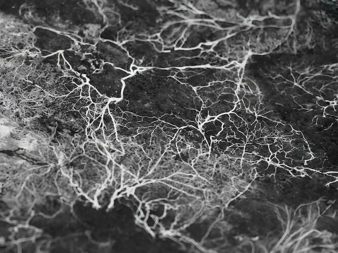 SIMPOIESIS