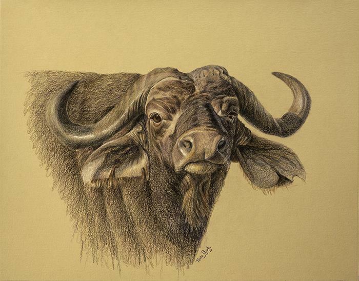 Cabeza de búfalo