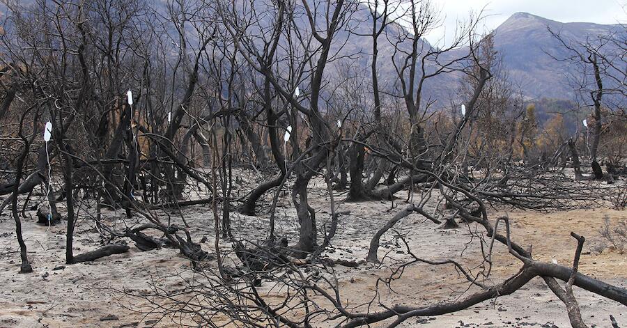 El Bosque Encendido
