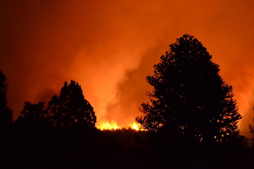 El Bosque Encendido