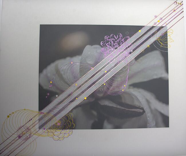 Magnolia japónica , fotografía, Mylar y tintas