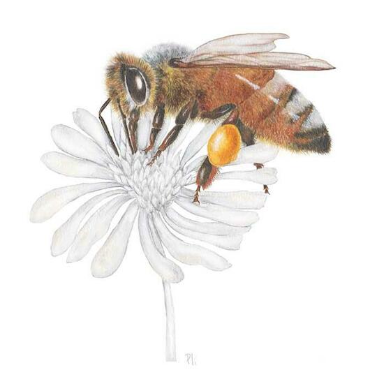 Abeja Molipona