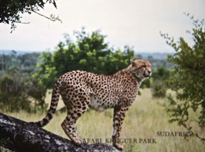 Safari Kruguer Park 