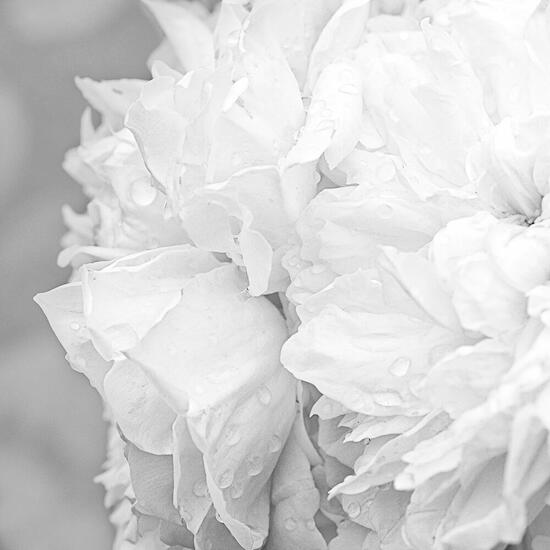 Rosas después de la lluvia. 