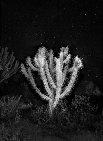 Cactus y Estrella