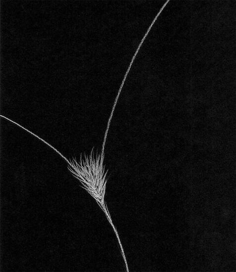 Sin título. Serie Movimientos. Tiza sobre papel negro