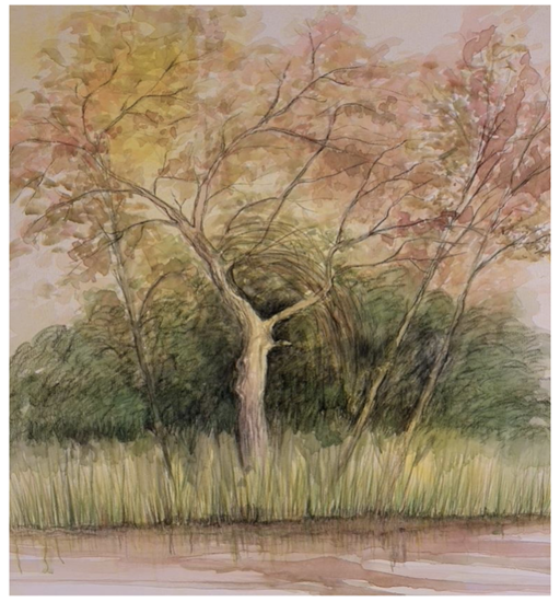 Costa de arroyo Pajarito