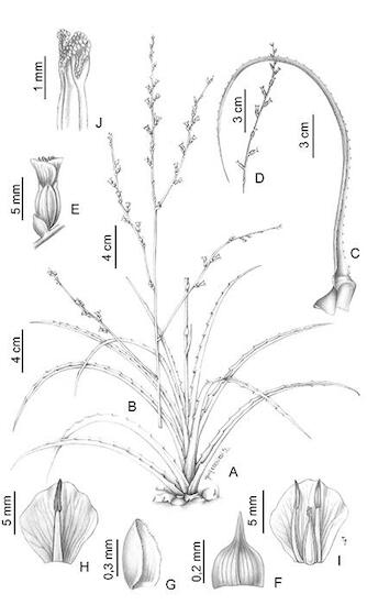 Dickia-ferox