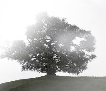 Árbol. Toma directa. 2016 Medidas 75 x 75cm. Soporte Papel fotográfico y bajo acrílico