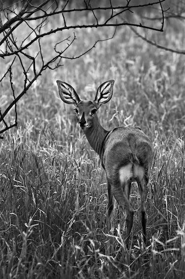 El Impala nada