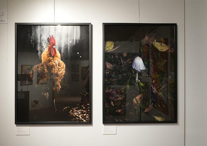 Carolina Hughes. El gallo"