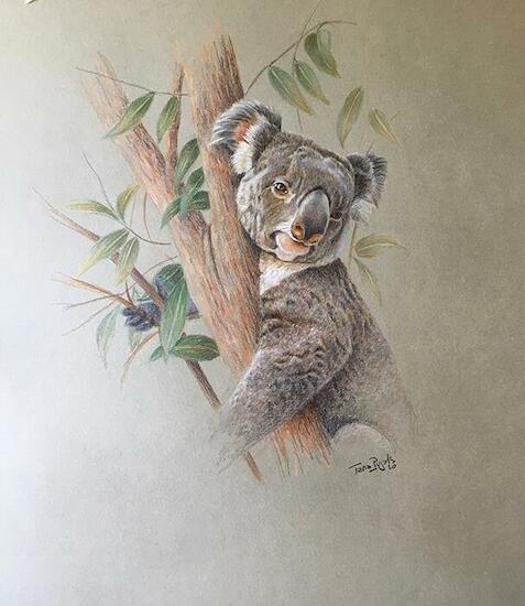 koala