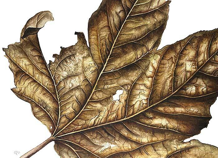 Hoja de otoño