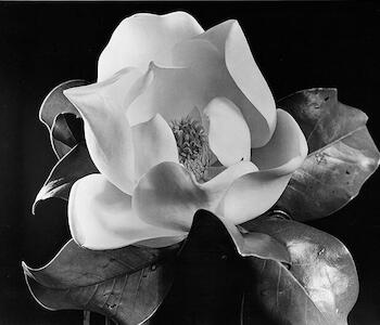 Magnolia  Autor: Saderman, Anatole. (Rusia, 1904 - Argentina, Bs. As., 1993). Origen: Donación Rabobank, 2012. Fecha: 1935. Período: Arte Siglo XX (1910-1945). Escuela: Rusa S.XX. Técnica: Impresión en plata sobre gelatina. Objeto: Fotografía. Medidas: 38 x 38 cm. 