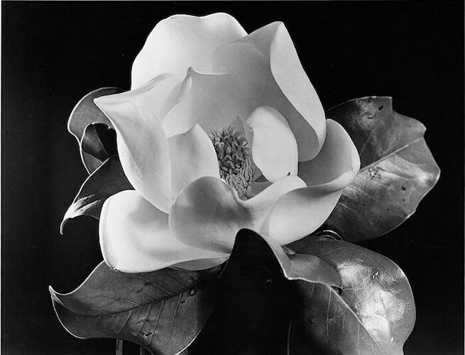 Magnolia  Autor: Saderman, Anatole. (Rusia, 1904 - Argentina, Bs. As., 1993). Origen: Donación Rabobank, 2012. Fecha: 1935. Período: Arte Siglo XX (1910-1945). Escuela: Rusa S.XX. Técnica: Impresión en plata sobre gelatina. Objeto: Fotografía. Medidas: 38 x 38 cm.