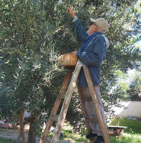 Cosechando aceitunas