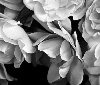 “Rosas blancas” de Ana Giusti