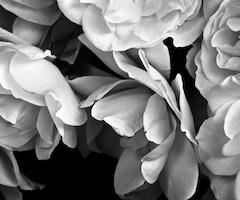 “Rosas blancas” de Ana Giusti