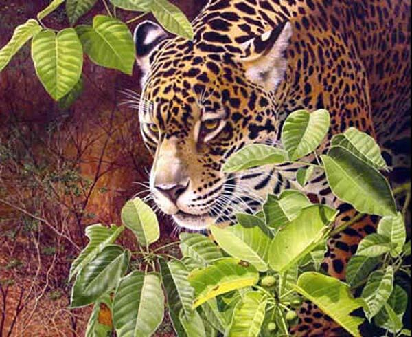 JAGUAR