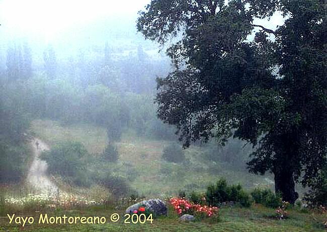 CAMINANDO EN LA NIEBLA POR LAS ROSAS