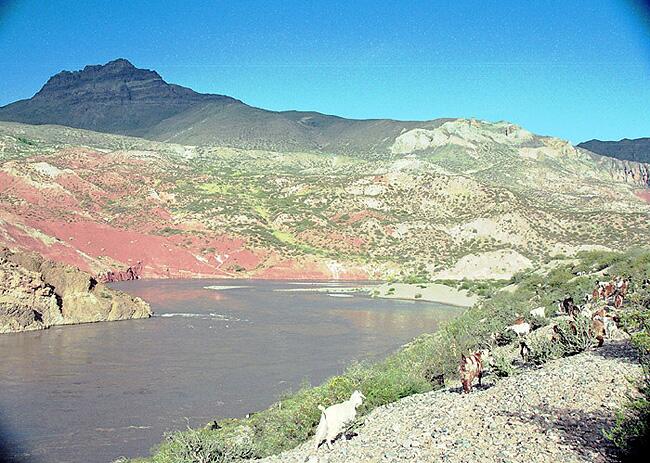 CHIVAS PASTANDO, RÍO GRANDE