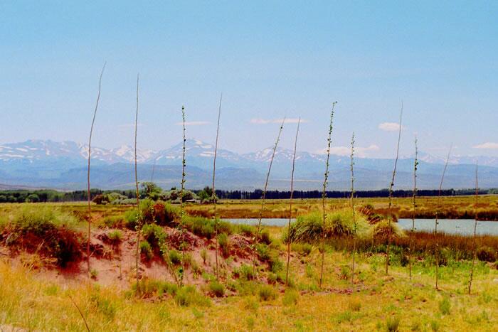 Laguna de Llancanelo