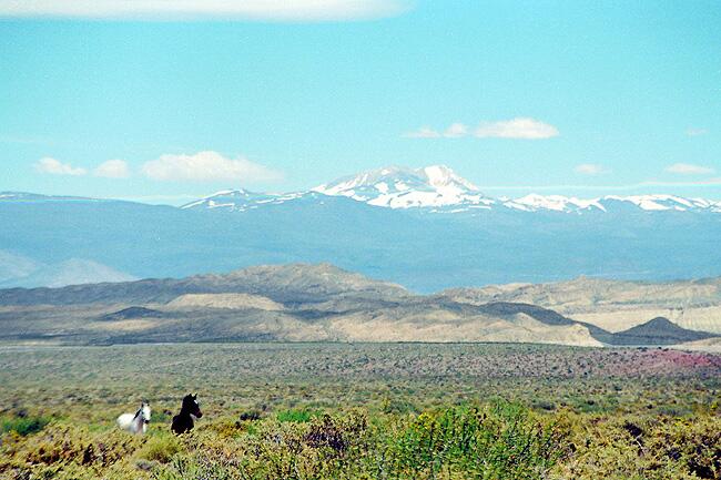 LOS ANDES Y LA PAYUNIA