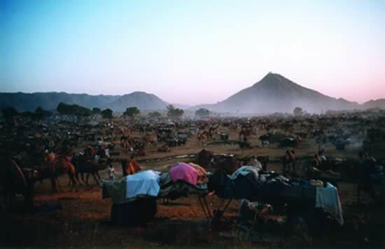 PUSHKAR, FERIA DE CAMELLOS