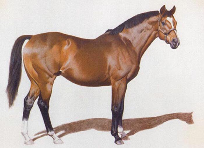 Northern dancer